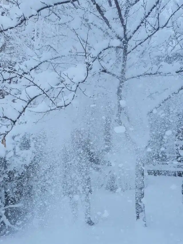 best month to visit kashmir for snowfall